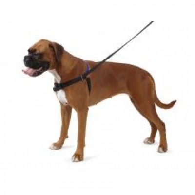 AN PDL HARNESS & LEAD