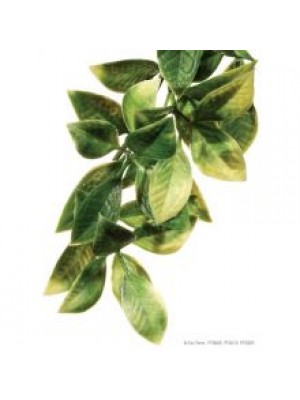 EXO PLAST MDARIN SHRUB