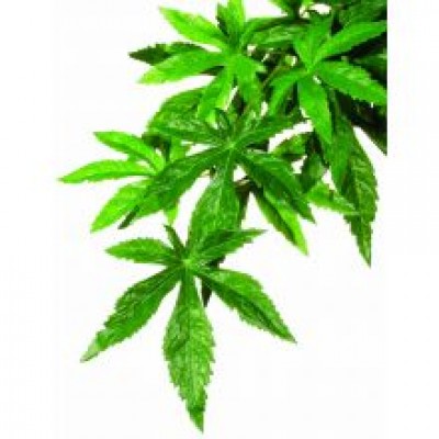 EXO SILK ABULATION PLANT