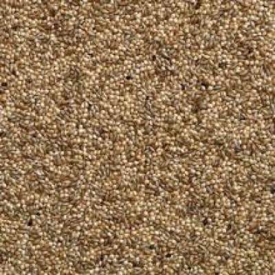 BUCKTON BUDGIE 50/50