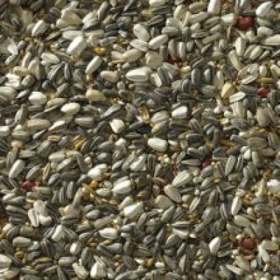 BUCKTON PARAKEET LARGE