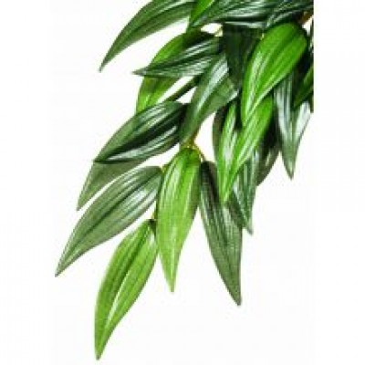 EXO SILK RUSCUS PLANT