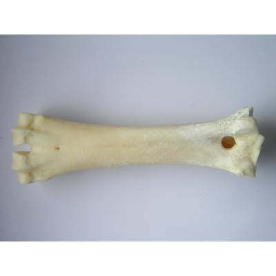 Sterilised BonesCalcium Bones Large